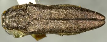 Media type: image;   Entomology 33816 Aspect: habitus dorsal view